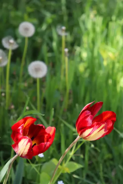 Bahçedeki güzel çiçekler
