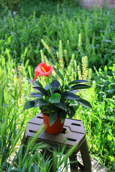 Yeşildeki kırmızı çiçek 