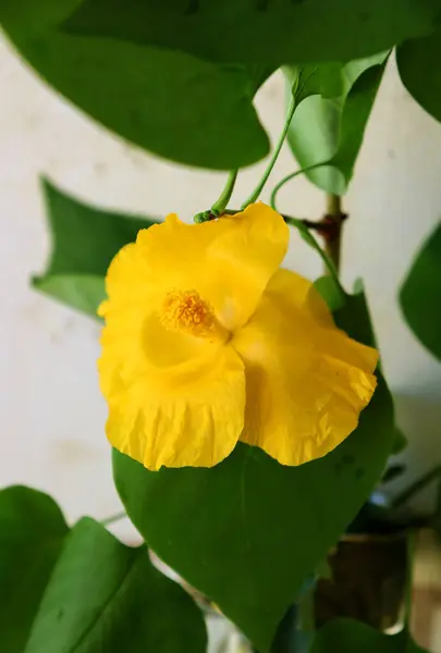 Sarı çiçeğe yaklaş.