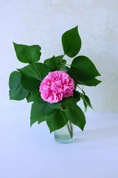 Beyaz arka planda vazoda güzel bir şakayık çiçeği.