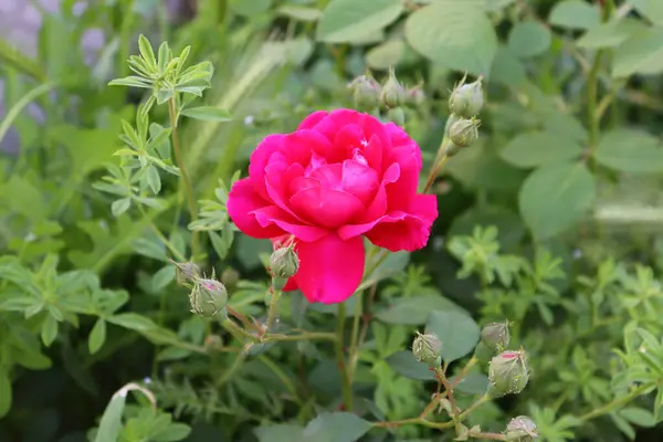 Bahçede kırmızı gül