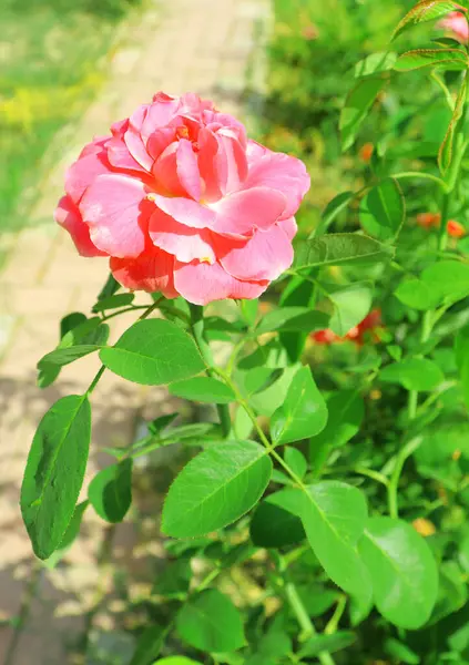 Yeşil arka planda güzel kırmızı bir gül