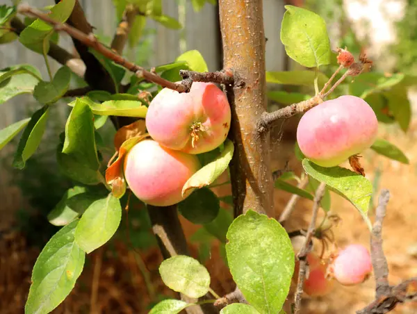 Bahçedeki ağaçtaki olgun elmalar