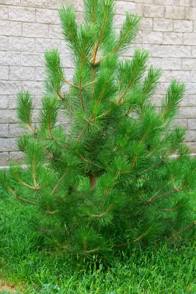 Ormanda yeşil çam ağacı