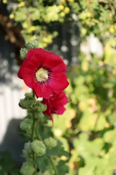 Kırmızı Gelincik Çiçekleri Kapatın