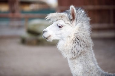 Lama gama, lama Hellabrunn 'da, hayvanat bahçesi Münih, Almanya.