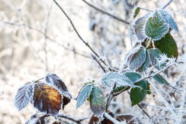 Buz iğnelerinde bir dalda sonbahar yaprağı. Sabah soğuğu. Sonbaharın sonu