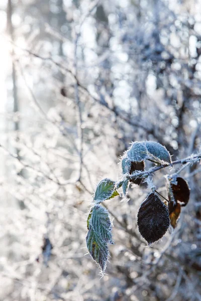 Höstlöv Gren Frostnålar Morgonfrost Sent Fall — Stockfoto