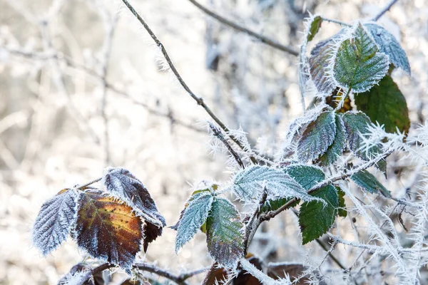 Höstlöv Gren Frostnålar Morgonfrost Sent Fall — Stockfoto