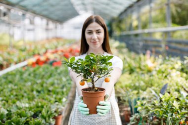 Kadın elinde bir saksı çiçek tutuyor, satılık bitkiler, hediye olarak bitki, serada çiçekler.