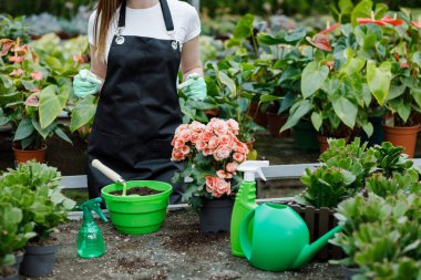 Genç bir kadın, bitki nakli yapıyor ve seradaki saksılarla ilgileniyor. Bitki yetiştirme kavramı
