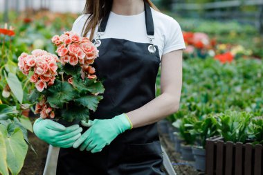 Kadın elinde bir saksı çiçek tutuyor, satılık bitkiler, hediye olarak bitki, serada çiçekler.