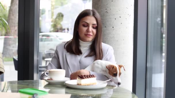 Femme Caucasienne Jack Russell Terrier Regarder Gâteau Chien Propriétaire Célèbrent — Video