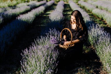 Attractive young woman in black dress sitting in chair surrounded by lavender field and holding basket with flowers.