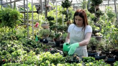 Bahçe ve baharın kavramı. Genç bir kadın bir serada yeşil saksıları sulama tenekesi kullanarak suluyor. Bitkilerle ilgilenme kavramı