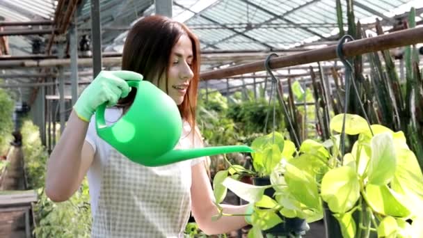若い女性が大きな温室の真ん中に立って 散水缶からポットを注ぐ 観葉植物の手入れの概念 — ストック動画