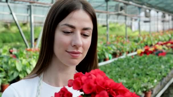女性は彼女の手に花の鍋を持ち 販売のための植物を育て 贈り物として植物を育て 温室で花を育て 植物を鉢植え — ストック動画