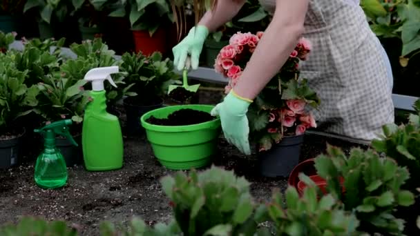 若い女性が植物を移植し 温室内の植木鉢の世話をします 植物を育てるという概念 家庭菜園 植物やケアの愛 中小企業 — ストック動画
