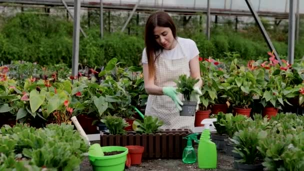 화분을 상자를 온실에서 열심히 일하는 정원가꾸기 식물에 돌보기 — 비디오