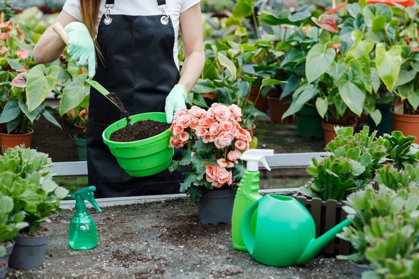 Close Young Woman Transplants Plants Takes Care Flowerpots Greenhouse Concept — Stock Photo, Image