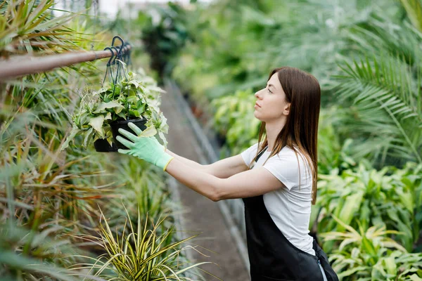 Young Woman Takes Care Flowerpots Greenhouse — Stock Photo, Image