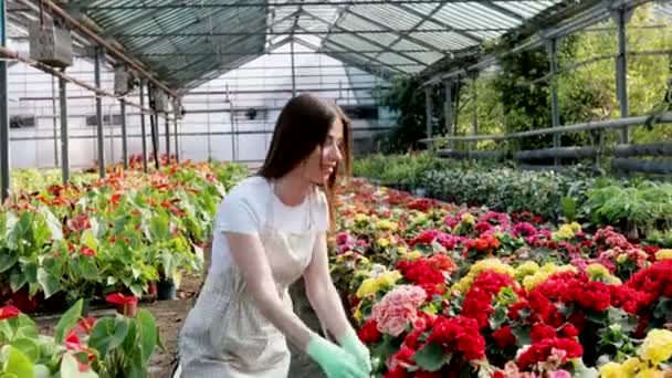 若い女性花屋は 噴霧器で花のポットの観葉植物に水を噴霧します 女性庭師の閉鎖スプレーボトルを使用して花を振りかける — ストック動画
