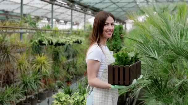 Εργατική Αγρότισσα Θερμοκήπιο Γλάστρες Σπιτική Κηπουρική Αγάπη Για Φυτά Και — Αρχείο Βίντεο