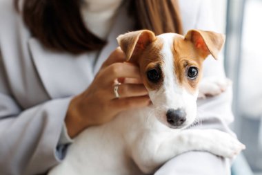 Yetişkin bir kadın sahibinin kucağında oturan küçük köpek Jack Russell Terrier 'ın portresi. Evcil hayvan kameraya bakıyor.
