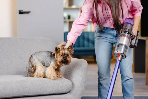 A cute young woman is vacuuming at home with a cordless vacuum cleaner and stroking her cute little dog with her hand