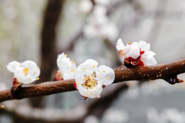 Çiçek açan bir dala yakın plan