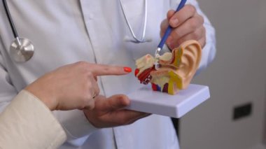 Genç ve çekici bir otolarolog kulak modelini gösterir ve hastaya kulağın yapısını anlatır.