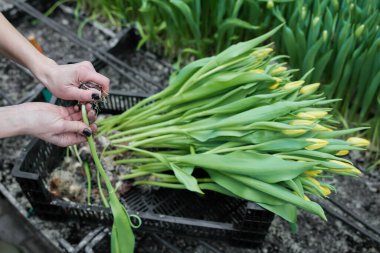 Bir serada büyümek için toprağa çiçek eken bir kadın..