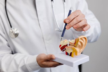 A young attractive otolaryngologist doctor shows a mock-up of an ear and tells a patient about the structure of the ear, close-up.