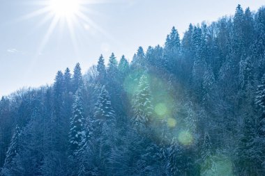 Güneş ışığı kışın karla kaplı kozalaklı bir ormanın üzerinde parıldıyor ve lensler parlıyor.