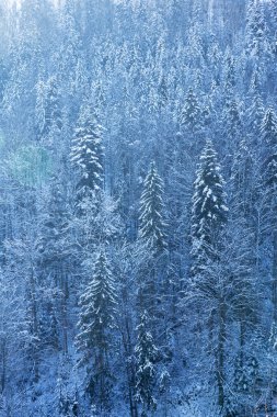 Karla kaplı bir çam ormanının içinden süzülen güneş ışığı büyülü bir kış harikalar diyarı yaratıyor.