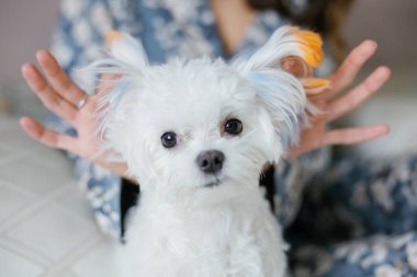 Kadın yatakta oturuyor, Malta 'lı köpeğiyle neşe içinde oynuyor, renkli kulakları var, samimi ve sevgi dolu bir atmosfer yaratıyor.