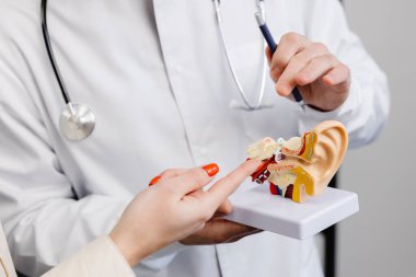A young attractive otolaryngologist doctor shows a mock-up of an ear and tells a patient about the structure of the ear, close-up.