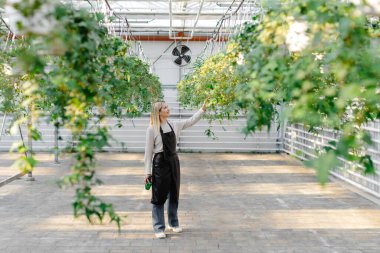 Bir serada özenle çalışan bir kadın, sallanan bitkilere su püskürtüyor, canlı, güneşli bir ortamda büyümelerini sağlıyor.