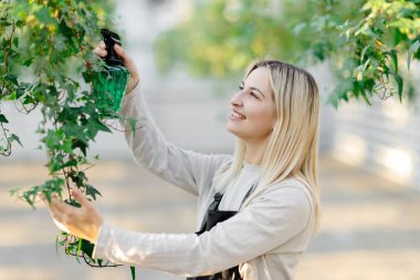 Gülümseyen bahçıvan bir seradaki sarmaşık bitkisinin büyümesini kontrol ediyor, bahçe ve bitki bakımı konsepti.