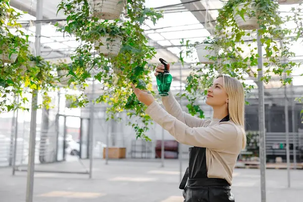 Gülümseyen kadın bahçıvan verimli sarmaşık yapraklarına su püskürterek canlı bir seradaki bitkileri besliyor, sağlıklı büyümeyi teşvik ediyor.
