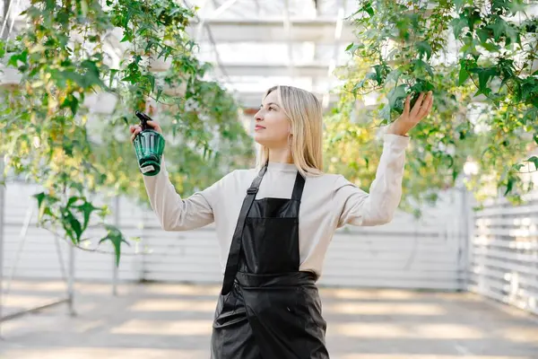 Gülümseyen kadın bahçıvan verimli sarmaşık yapraklarına su püskürterek canlı bir seradaki bitkileri besliyor, sağlıklı büyümeyi teşvik ediyor.
