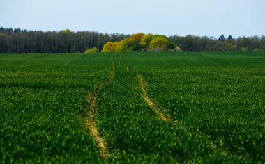 Kenar mahallelerde yazın mısır gevreği açar.