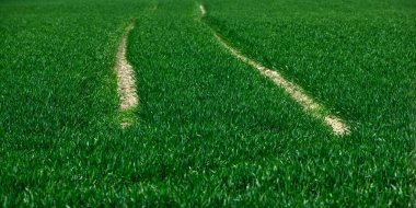 Kenar mahallelerde yazın mısır gevreği açar.