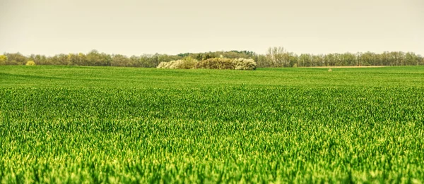 Цвітіння Зернових Влітку Дачних Фермах — стокове фото