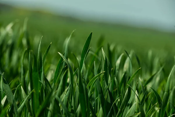 Kenar mahallelerde yazın mısır gevreği açar.