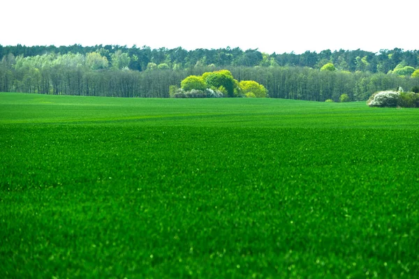 Цвітіння Зернових Влітку Дачних Фермах — стокове фото
