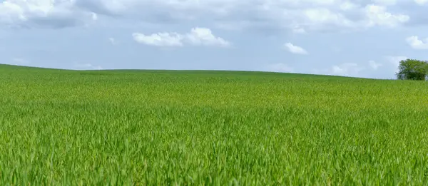 Kenar mahallelerde yazın mısır gevreği açar.