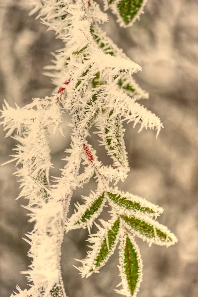 Kışın ev bahçesinde buzlu bitkiler
