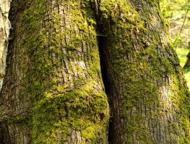 The trunk of an old tree covered with moss in a suburban forest