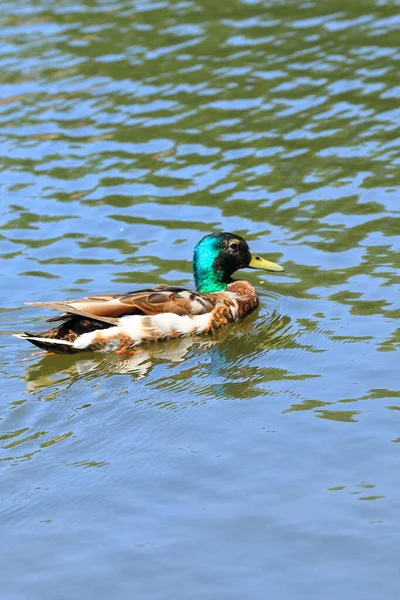 Ducks swimming in the city botanical park